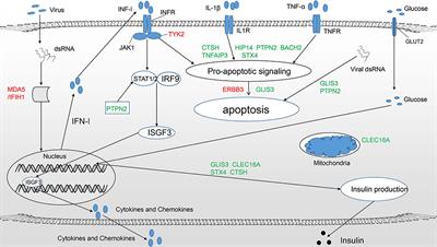 Advances in Knowledge of Candidate Genes Acting at the Beta-Cell Level in the Pathogenesis of T1DM